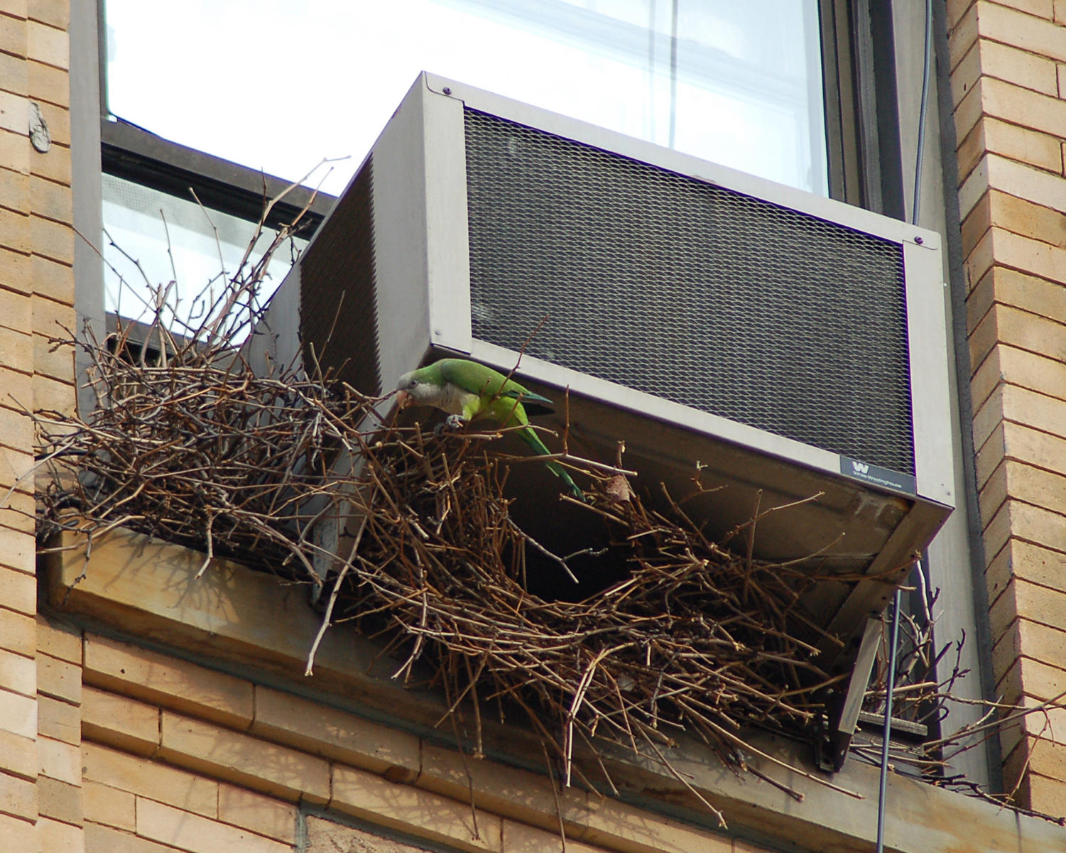 Monk parakeets colonize an unsuspecting air conditioning unit in Manhattan.