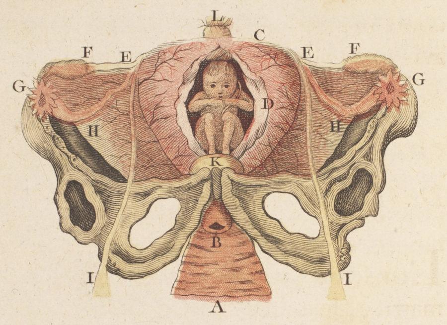 Du Coudray uses diagrams of the fetus in utero to help midwives-in-training see both the anatomical and emotional factors at play during pregnancy.