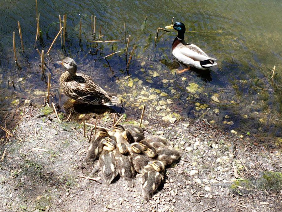 Ducks and ducklings at Botany Pond during the spring.