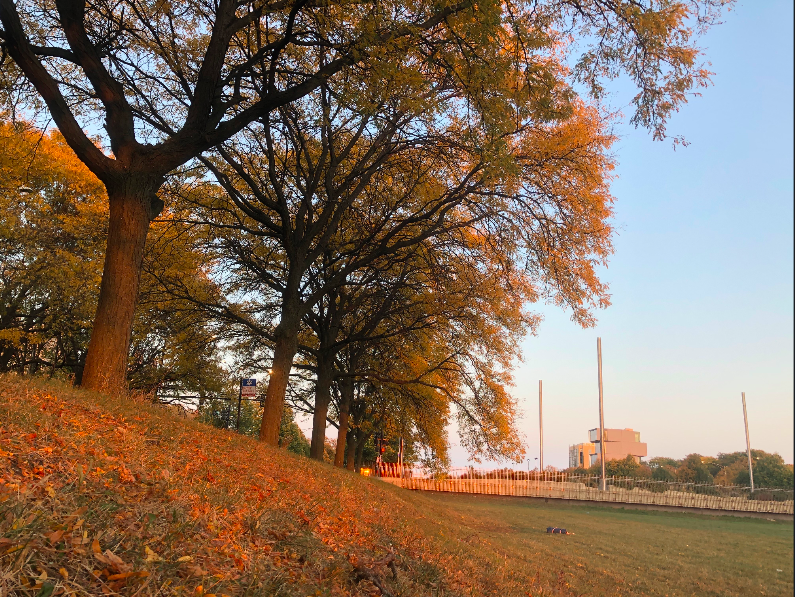 Golden light hits the trees lining the Midway Plaisance.