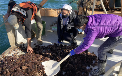 MBL Collector and UChicago Autumn Quarter students sorting through sea urchins and other marine organisms brought up by Gemma’s trawl.