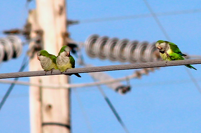 Monk parakeets nesting in Goldenrod, Florida.