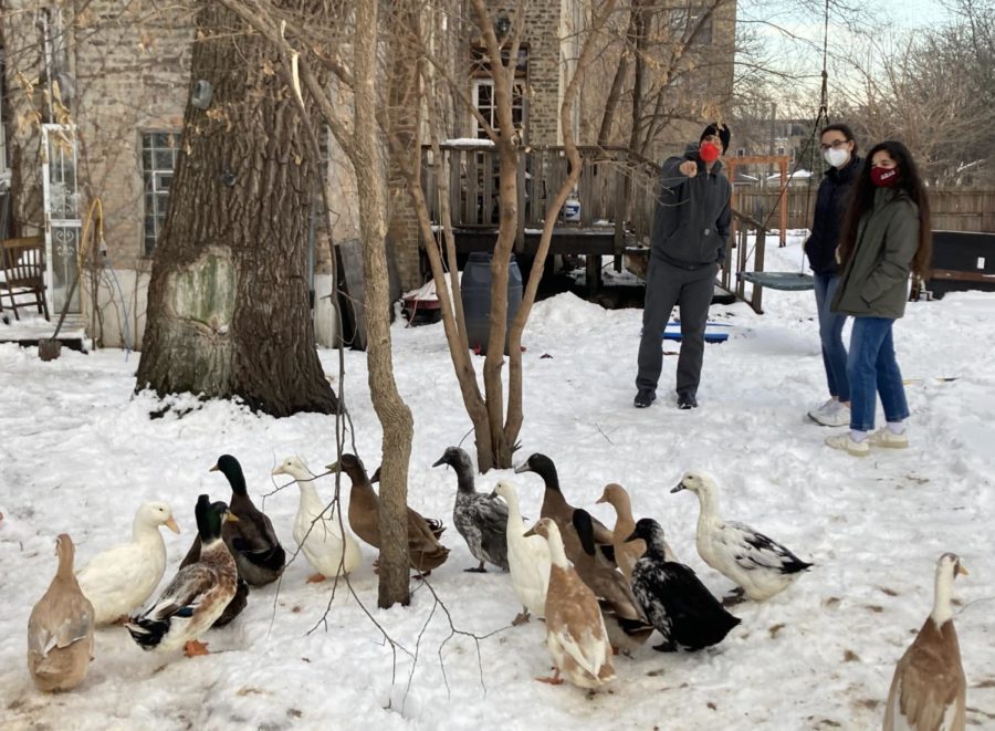 Chicago+Chicken+Rescue+owner+Vincent+Hermosilla+discusses+duck+care+with+UChicago+students.