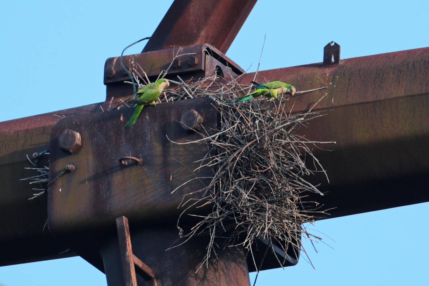 Monk parakeets nesting in Everglades, Florida.