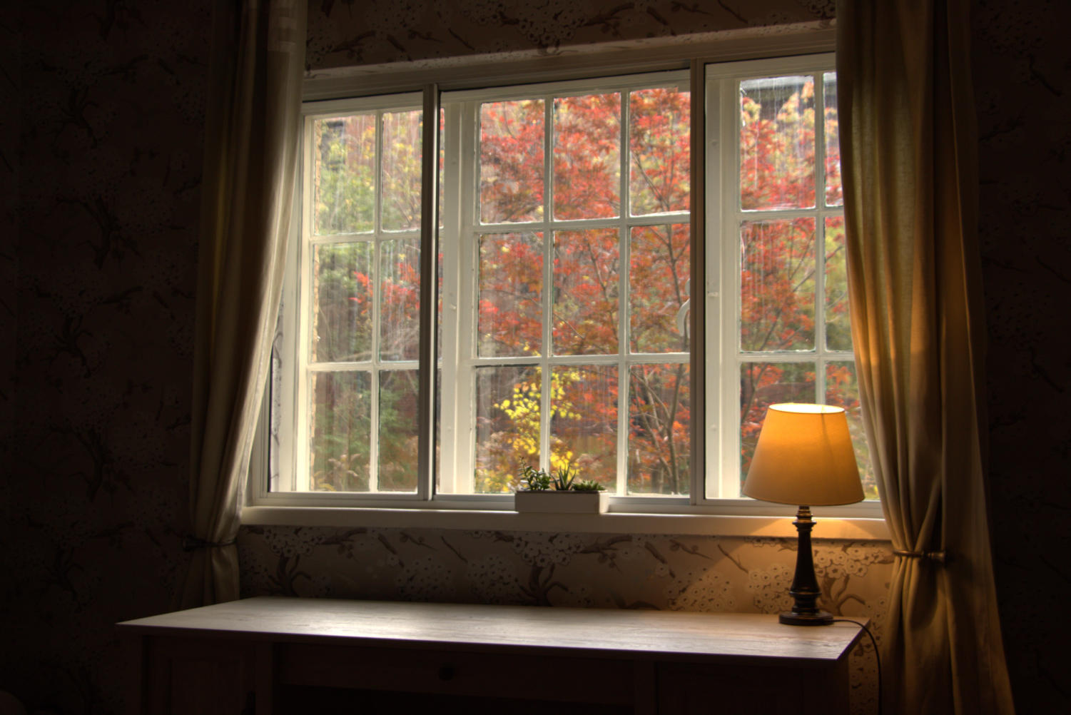 “Quarantined Fall”: A window view of a garden with changing leaves.