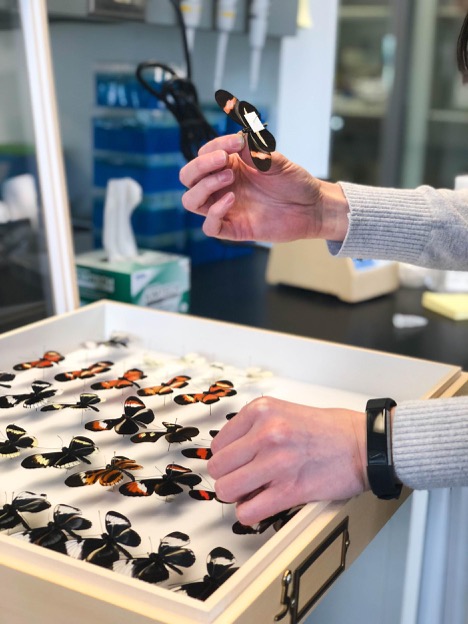 Dr. Susan Finkbeiner shows different crosses of butterflies in the genus Heliconius