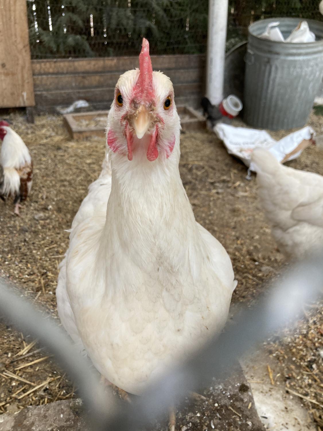 A close-up of a chicken at the Chicago Chicken Rescue.