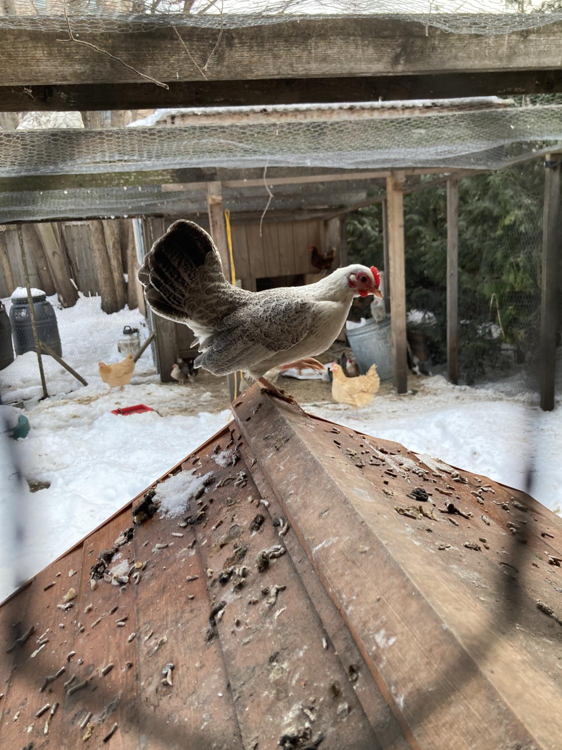 A chicken perches on a coop at the Chicago Chicken Rescue.