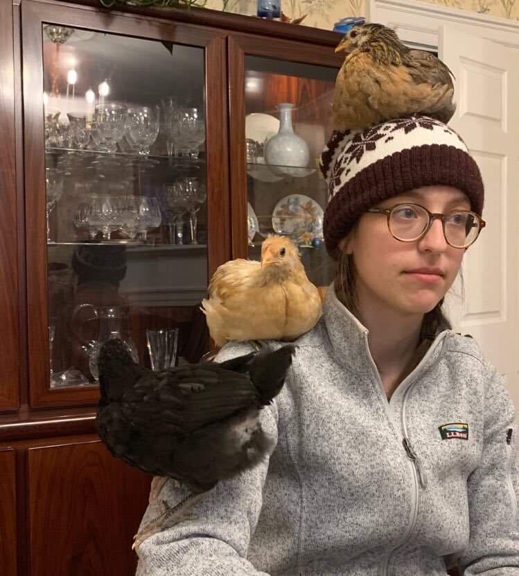 Recent graduate Hannah Morin acts as a human perch for her three pet chickens.