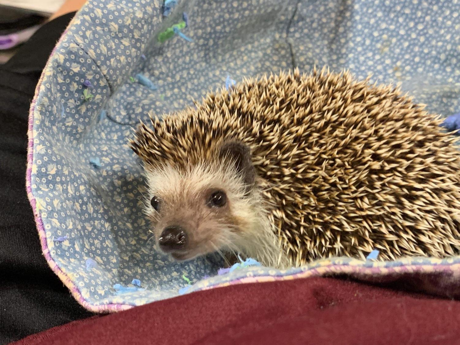 Pip, second-year Denise Fischer's pet hedgehog, kept her company during late nights.