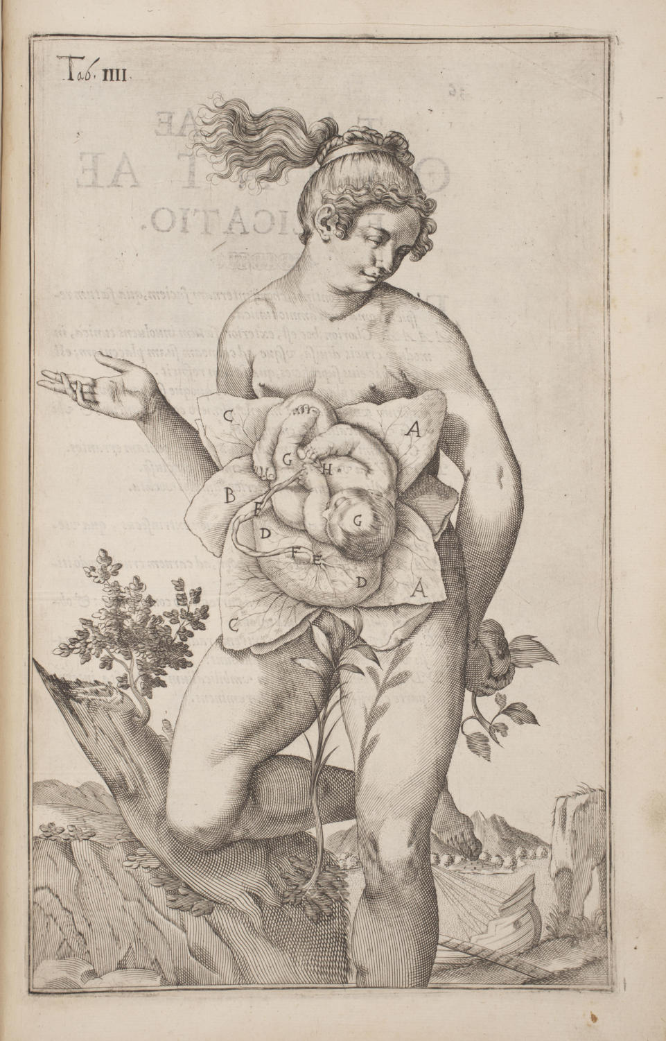 This engraving presents a ‘blooming flower’ fetus cradled by several petals, as if to acknowledge the role of mother nature in nurturing organic life.