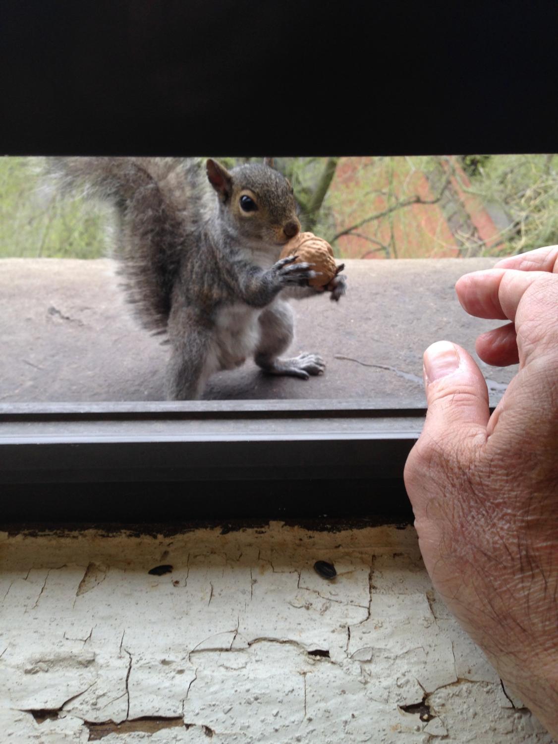 Coyne, a self-described animal lover, feeds a squirrel from the window of his lab, overlooking the quad.