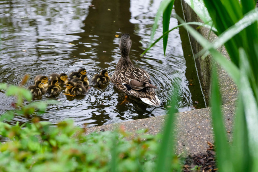 At a pond, a mother duck and four baby ducks swim