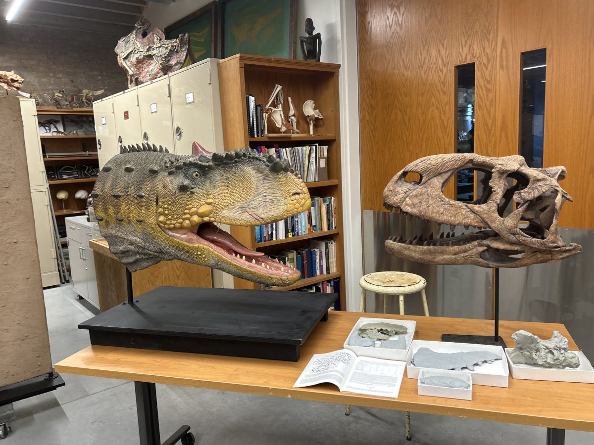 Flesh model (left) and skull model (right) of Rajasaurus.