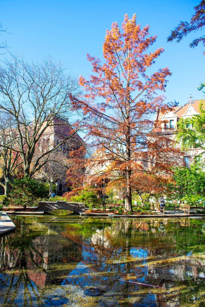 Botany Pond’s clear water reflects fall trees and University buildings.