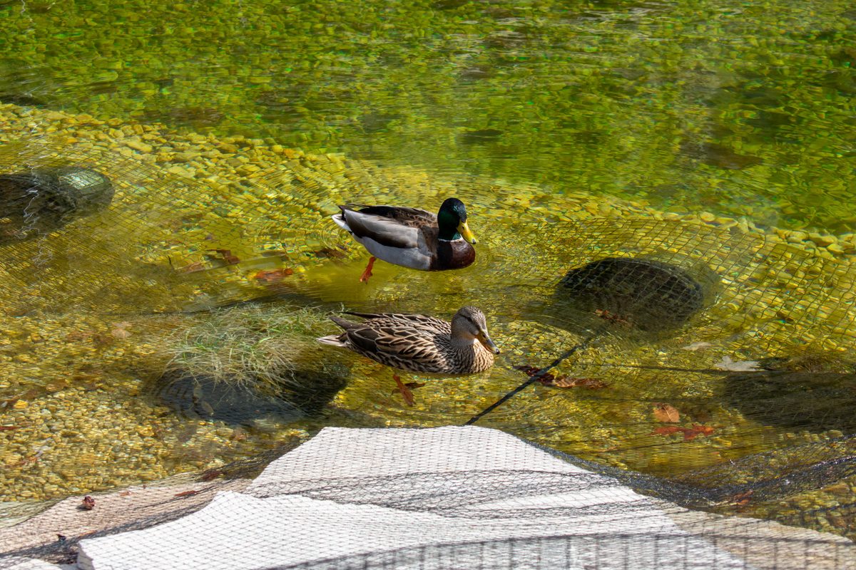  Jerry Coyne, a professor emeritus in the Department of Ecology and Evolution and the official “duck-master” of Botany Pond, spoke to the Maroon about the pond’s new inhabitants.
