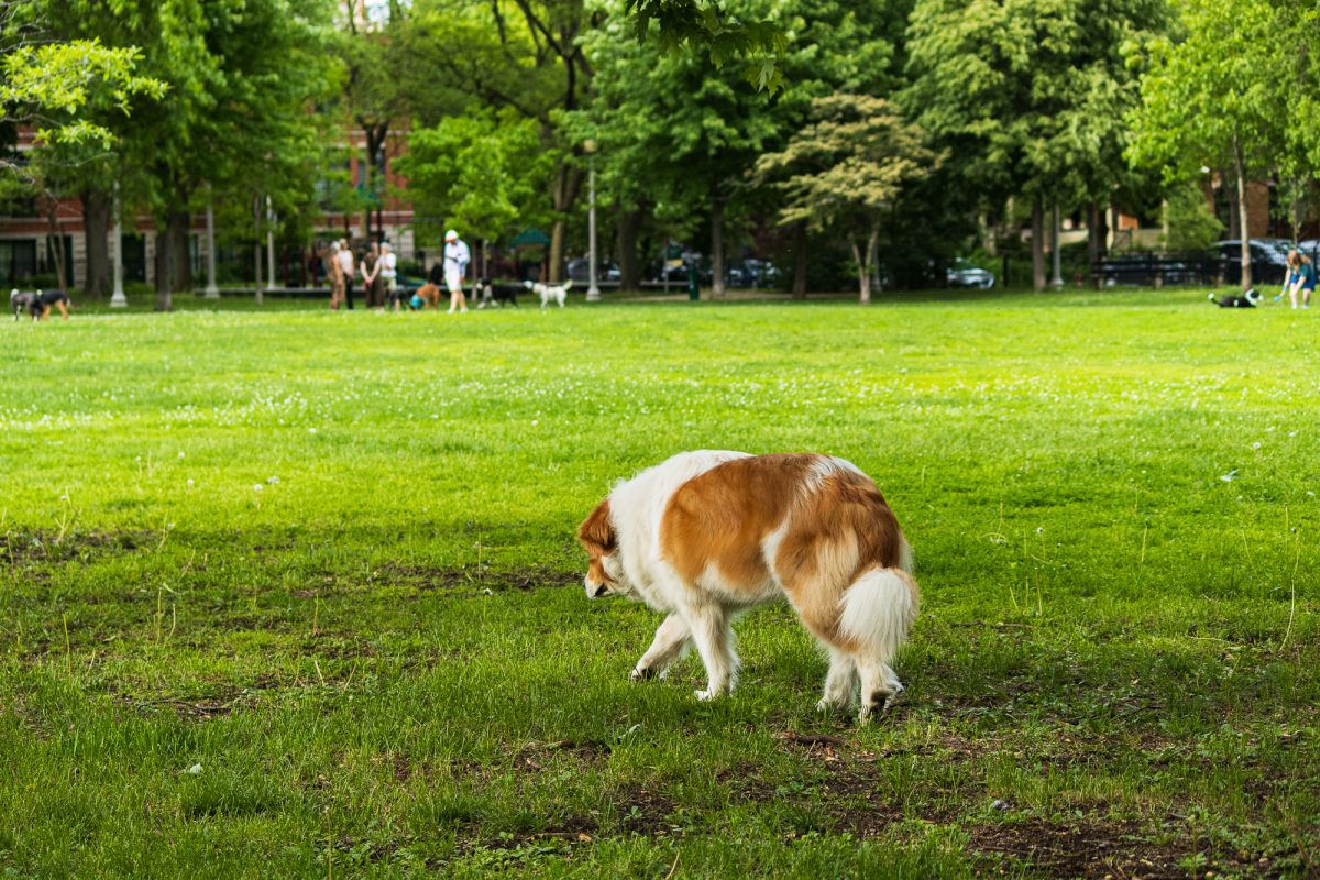 A dog walks through the field at Florence Stout Park.